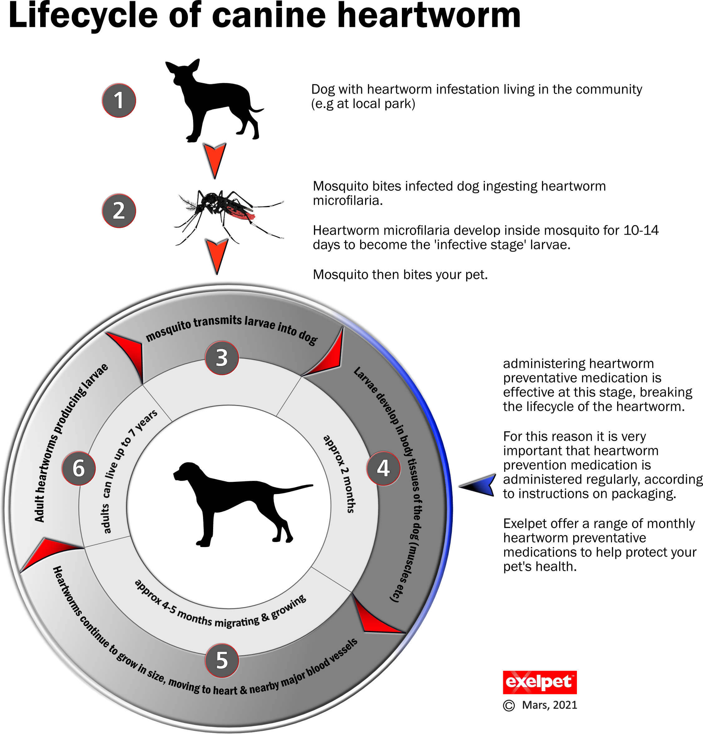 Canine heartworm