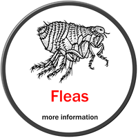 More About Fleas