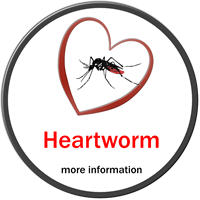 More About Heartworm