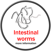 More About Intestinal Worms